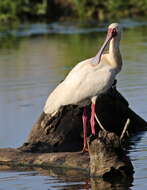 Image of Platalea Linnaeus 1758