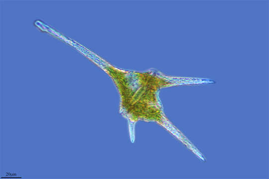 Image of Ceratium furcoides