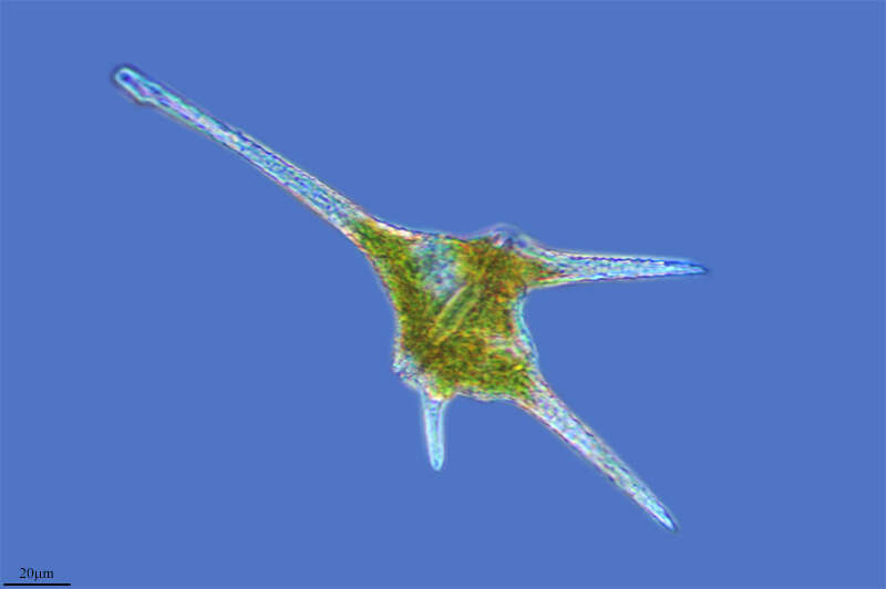 Image of Ceratium furcoides