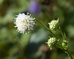 Image of Devil’s Bit Scabious