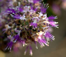 Слика од Pogostemon benghalensis (Burm. fil.) Kuntze