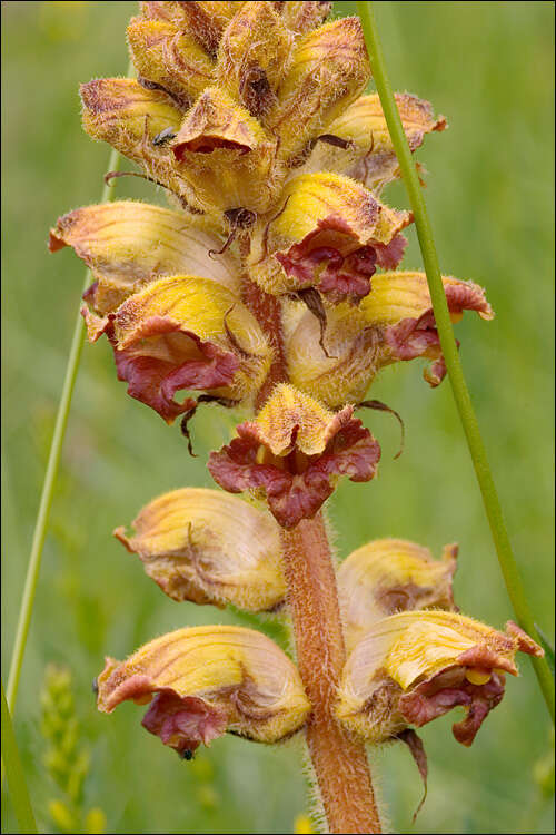 Image of Orobanche gracilis Sm.