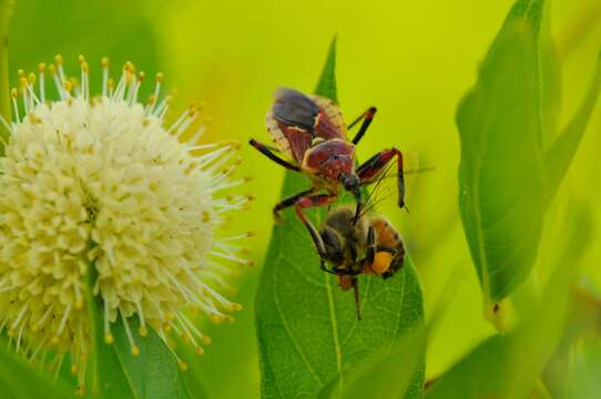 صورة Apiomerus flaviventris Herrich-Schaeffer 1846