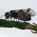 Image of Blaste (Euclismia) conspurcata (Rambur 1842)