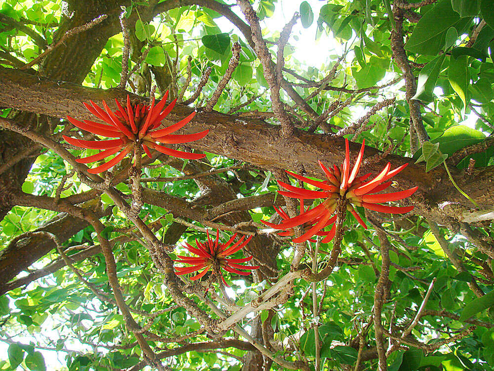 Image of Erythrina coralloides DC.