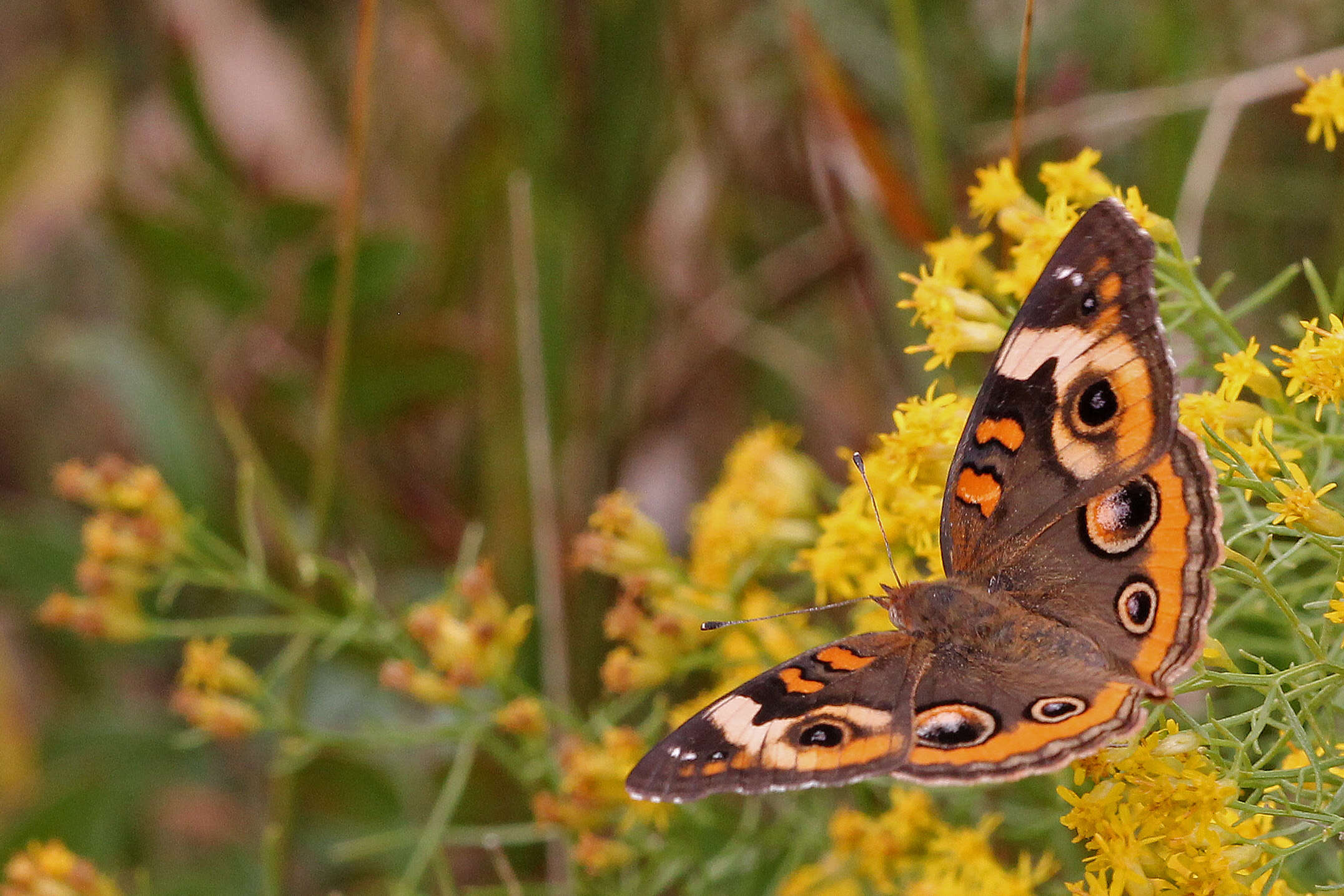 Image of Slender Goldentop