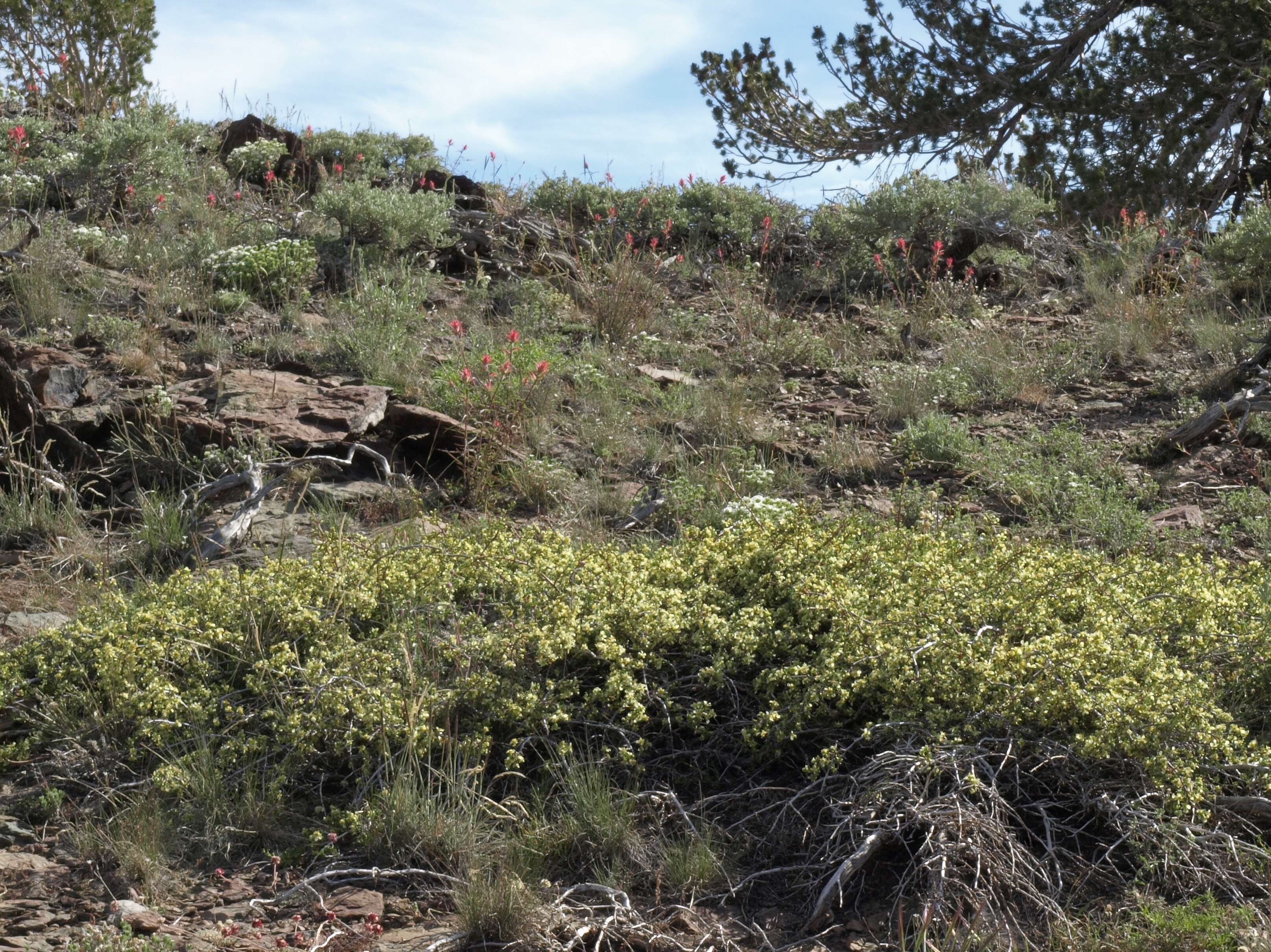 Image of bitterbrush