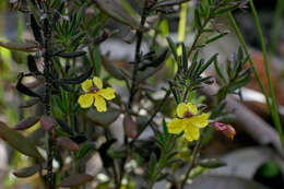 Image of Goodenia heterophylla Sm.