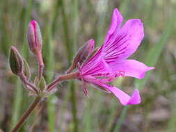 Image of Pelargonium rodneyanum Lindl.