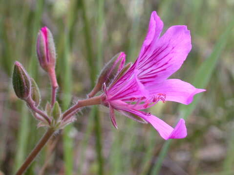 Image of Pelargonium rodneyanum Lindl.