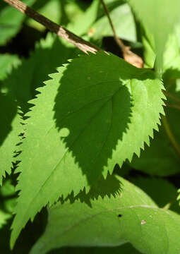 Image of Broad-leaved goldenrod