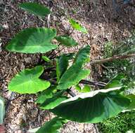 Plancia ëd Colocasia