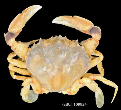 Image of Florida lady crab