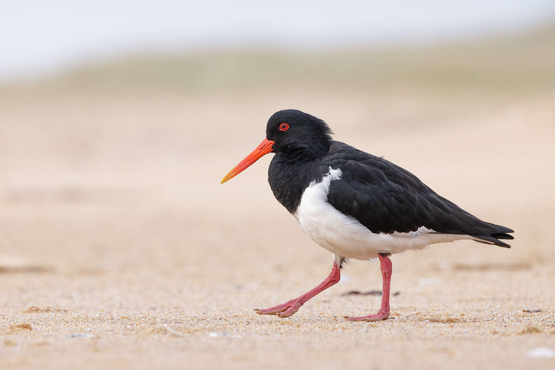 Image of Australian Pied Oystercatcher