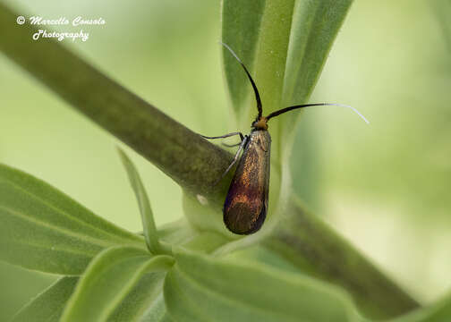 Слика од Nemophora cupriacella Hübner 1822