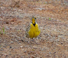 Image of Meadowlark