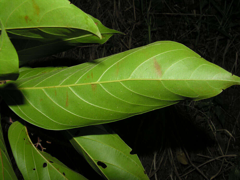 Image de Nectandra membranacea (Sw.) Griseb.