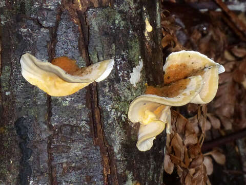 Image of False Turkey-Tail