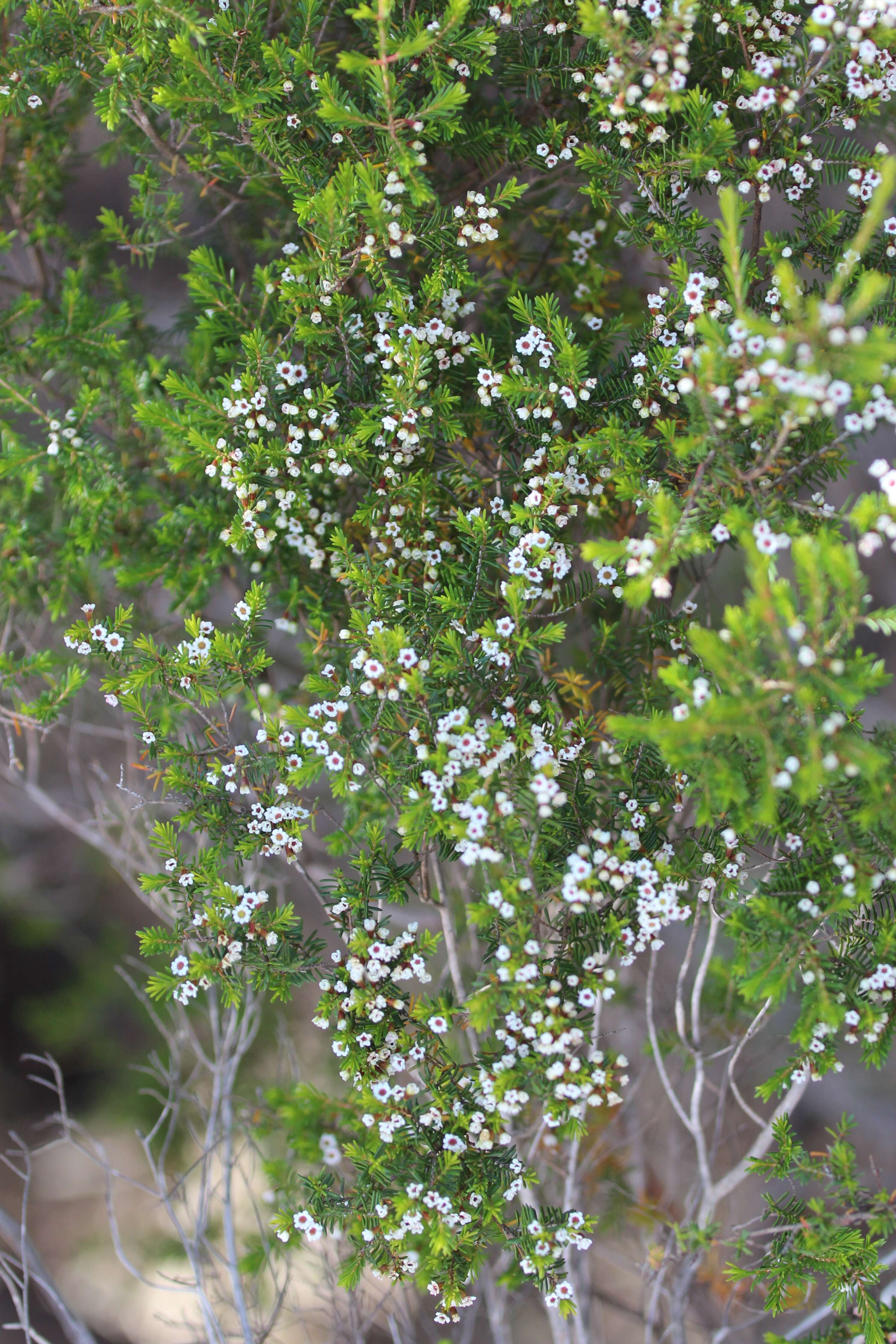 Image de Thryptomene