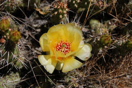 Opuntia fragilis (Nutt.) Haw. resmi