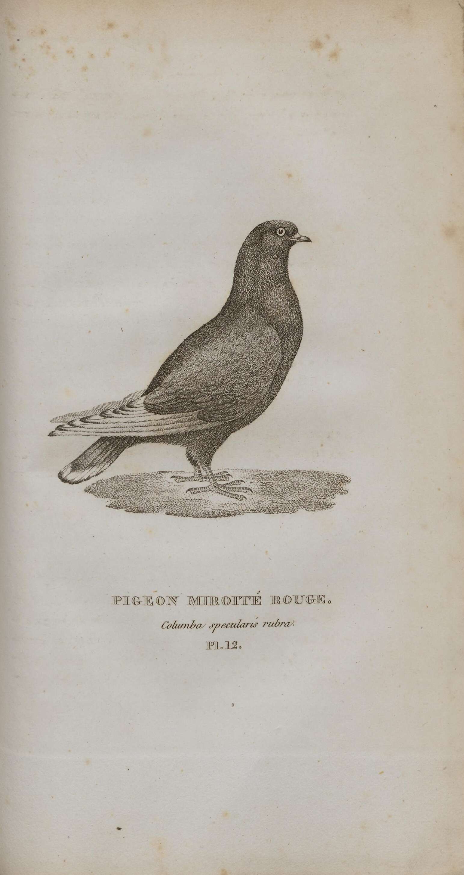 Image of Common Pigeon