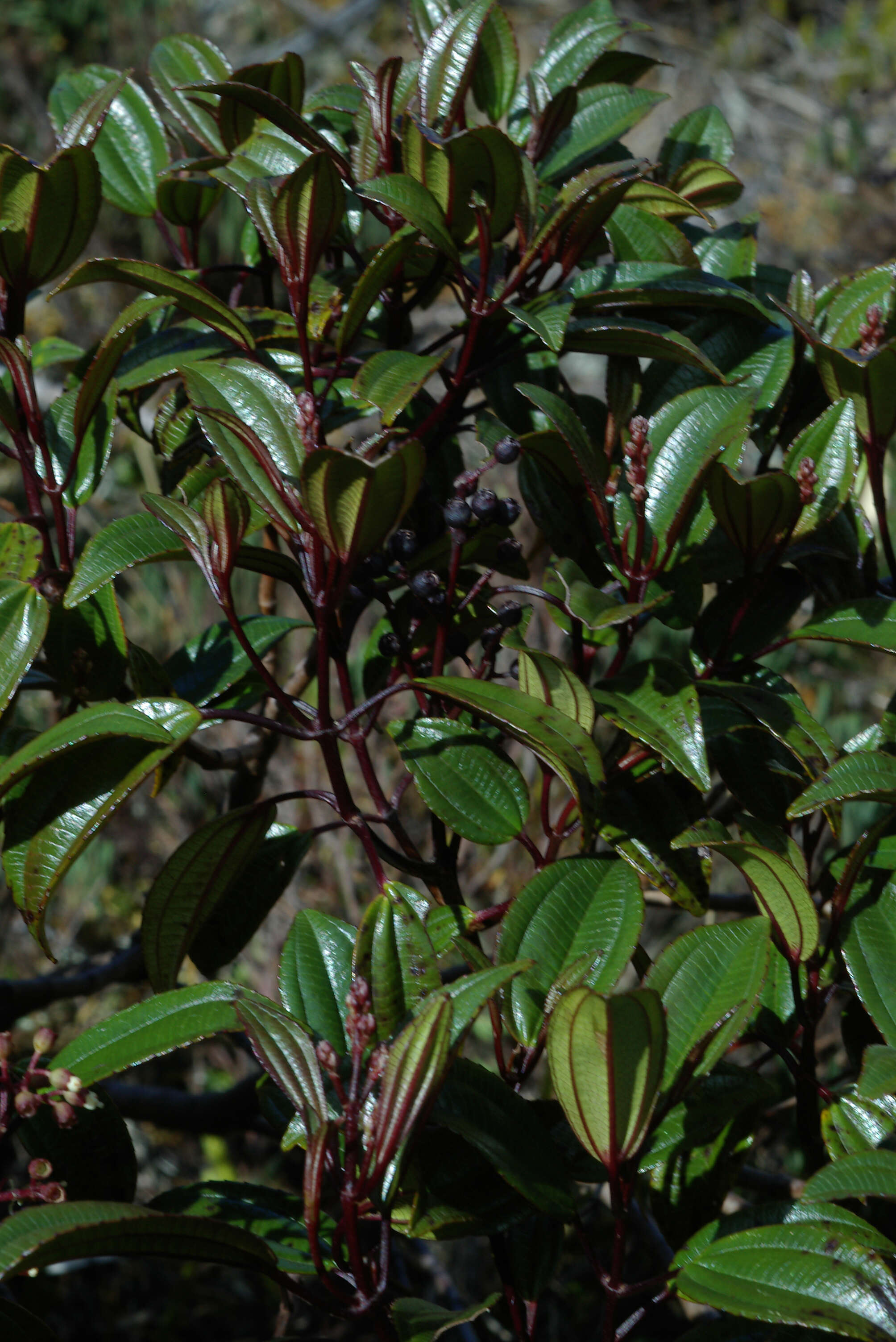 Image of Miconia