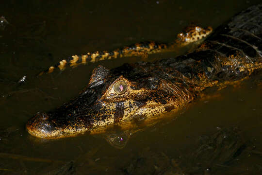 Image of Caimans