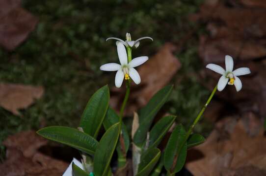 Image of Cattleya reginae (Pabst) Van den Berg