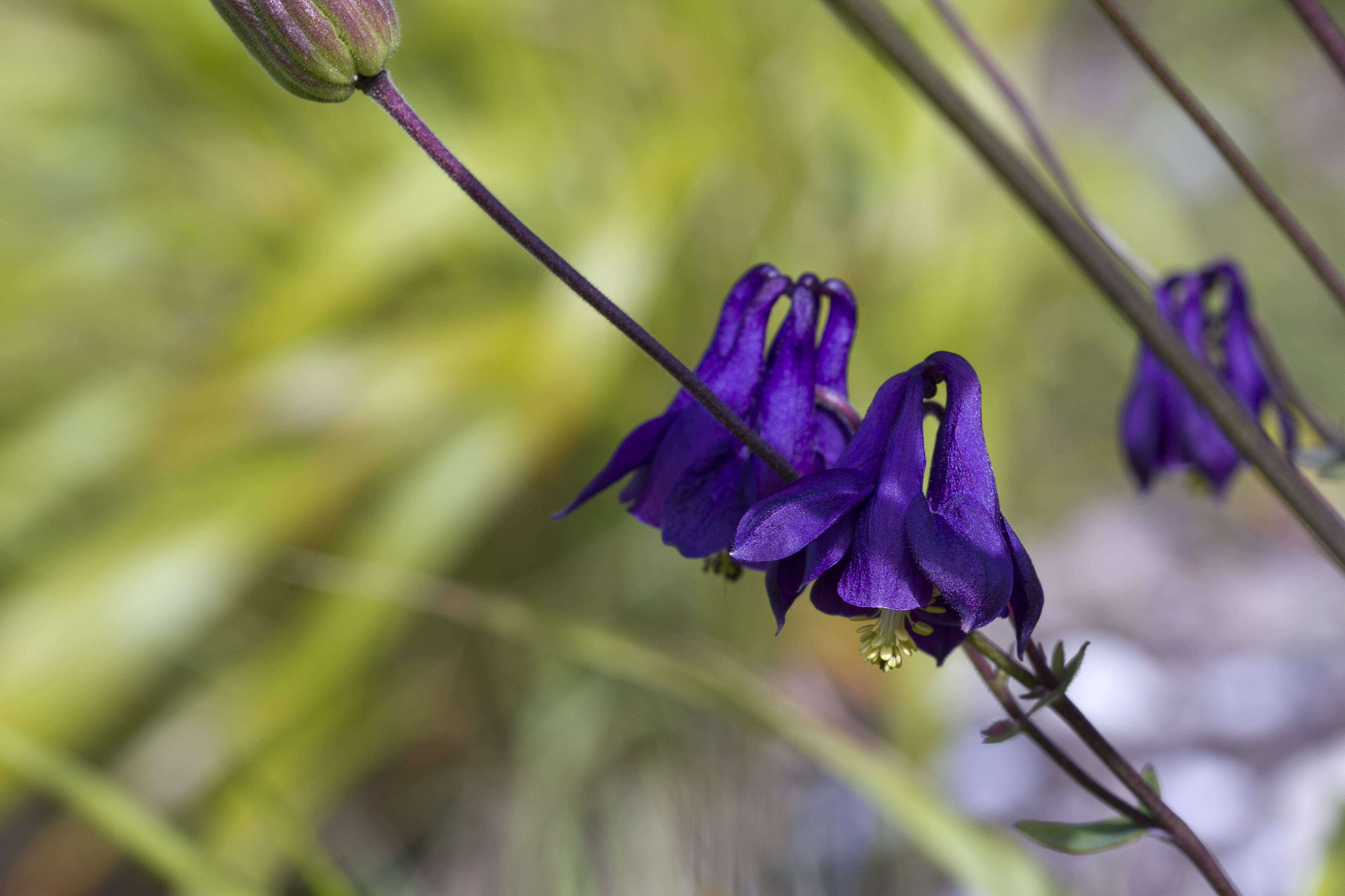 Image of Magnoliophyta