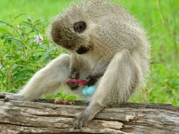 Image of Vervet Monkey