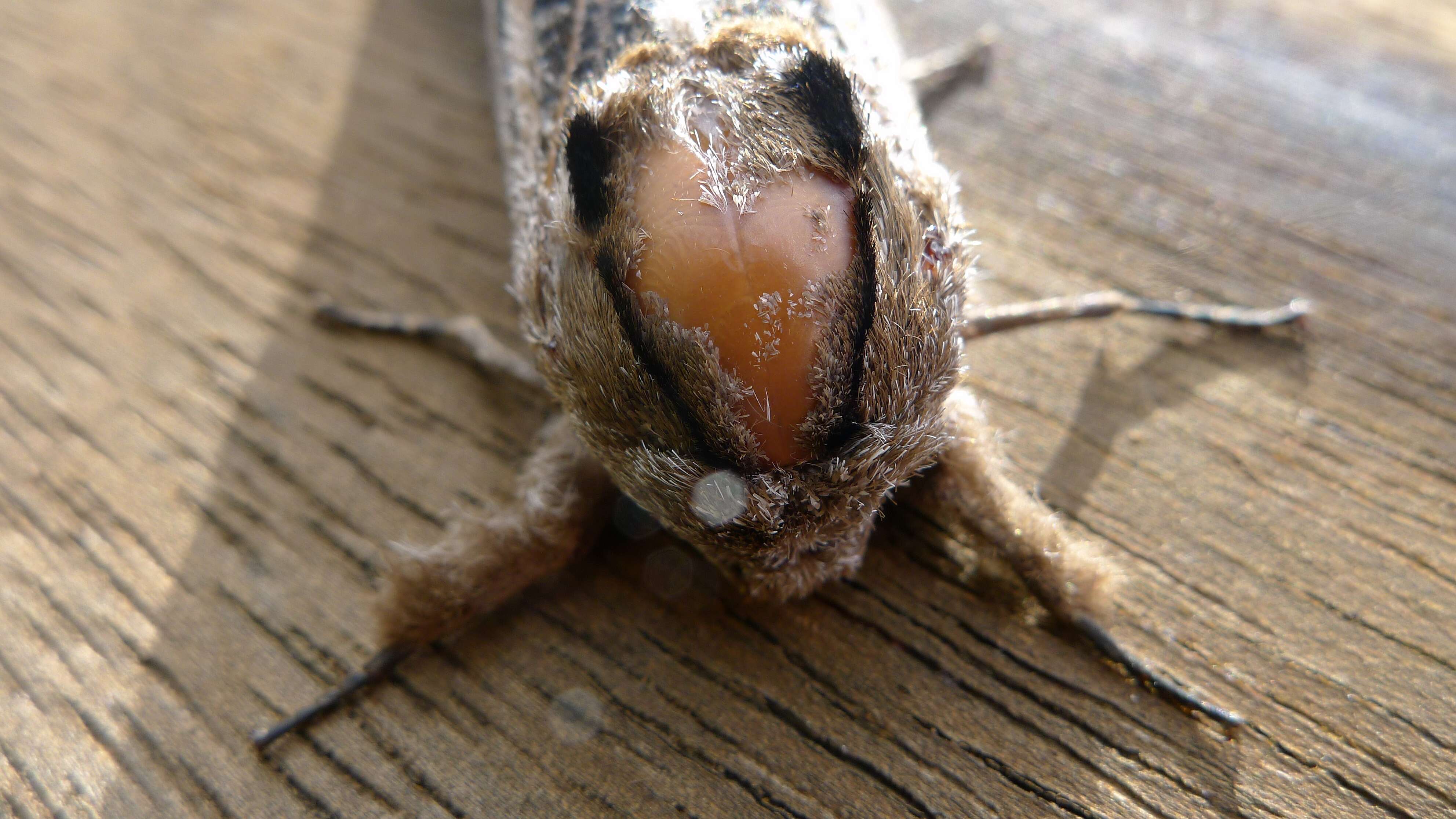 Endoxyla lituratus resmi