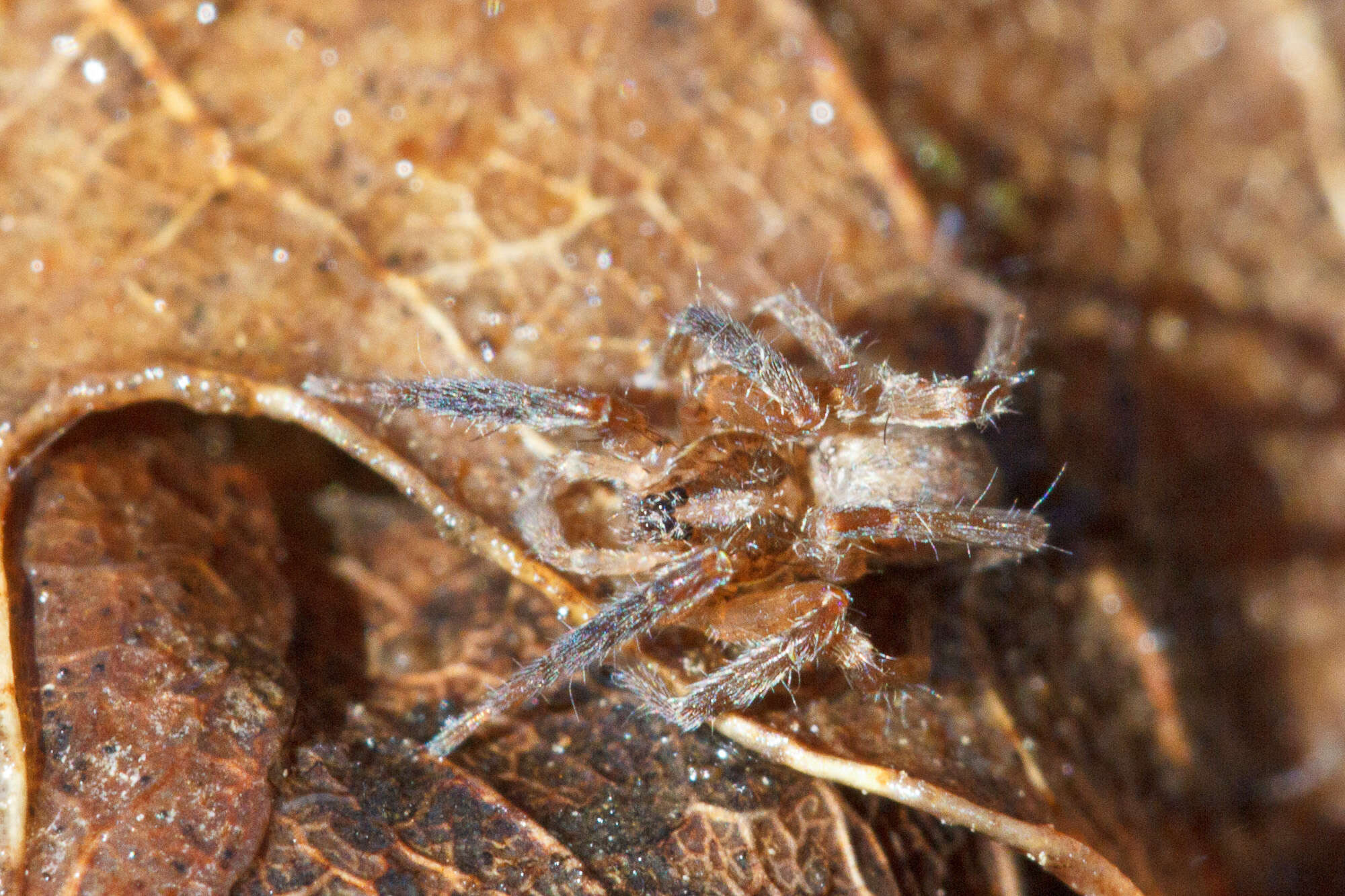 Image of long-legged sac spiders