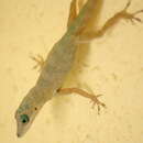 Imagem de Anolis aeneus Gray 1840