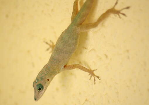 Image of Bronze Anole