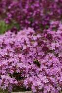 Image of purple mountain saxifrage