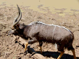 Image of Spiral-horned Antelope