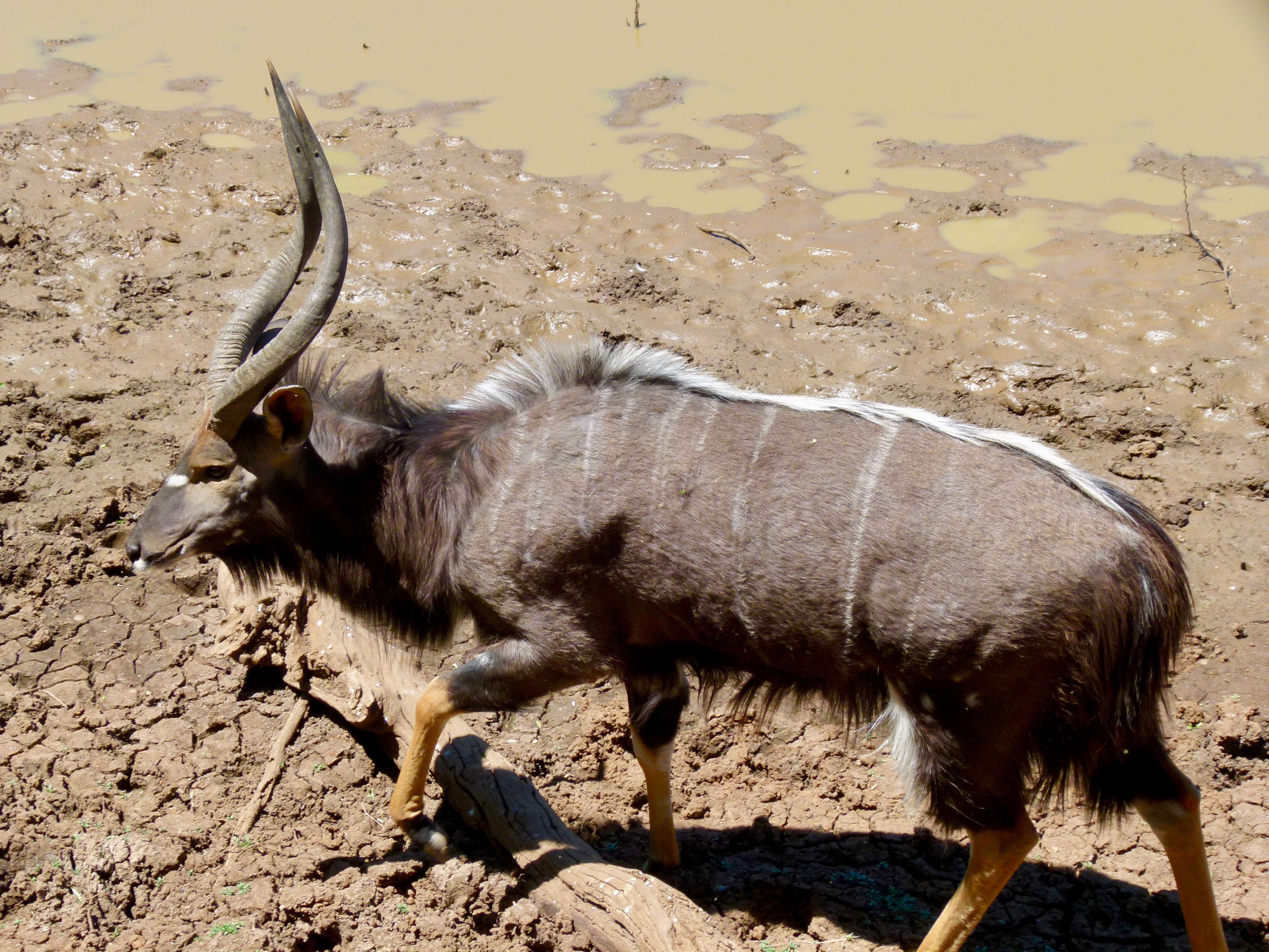 Image of Spiral-horned Antelope