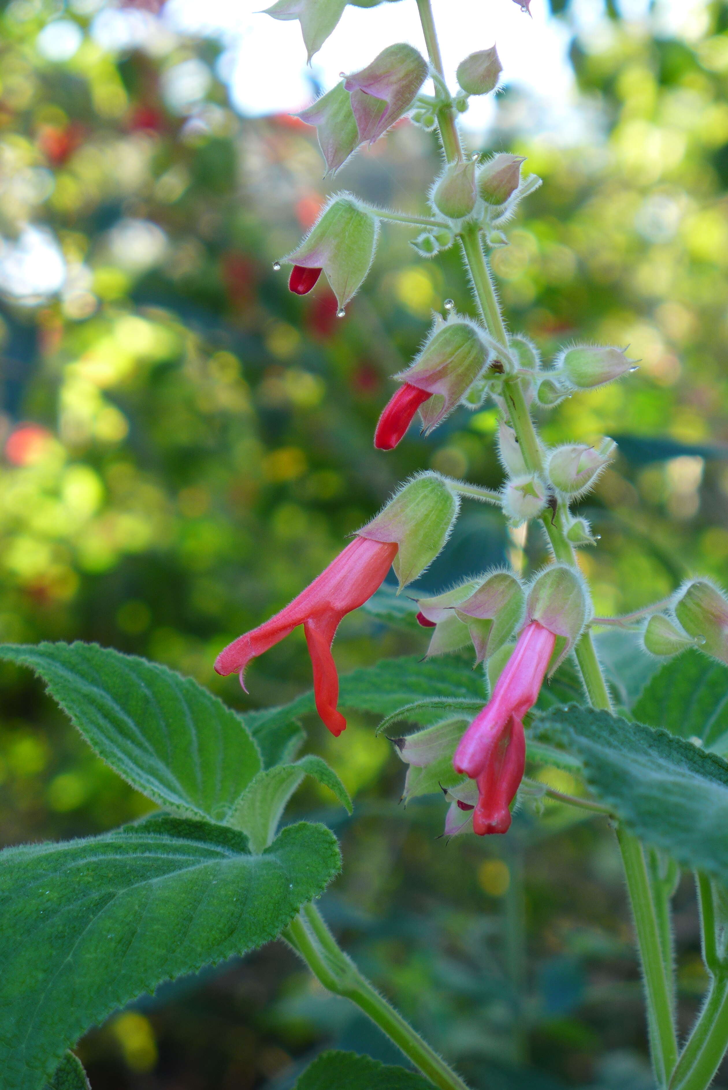 Image of Salvia libanensis Rusby