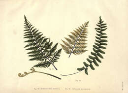Image of Rain-Forest Spleenwort