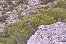 Image of Genista scorpius subsp. scorpius