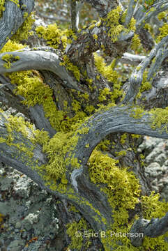 Image of wolf lichen