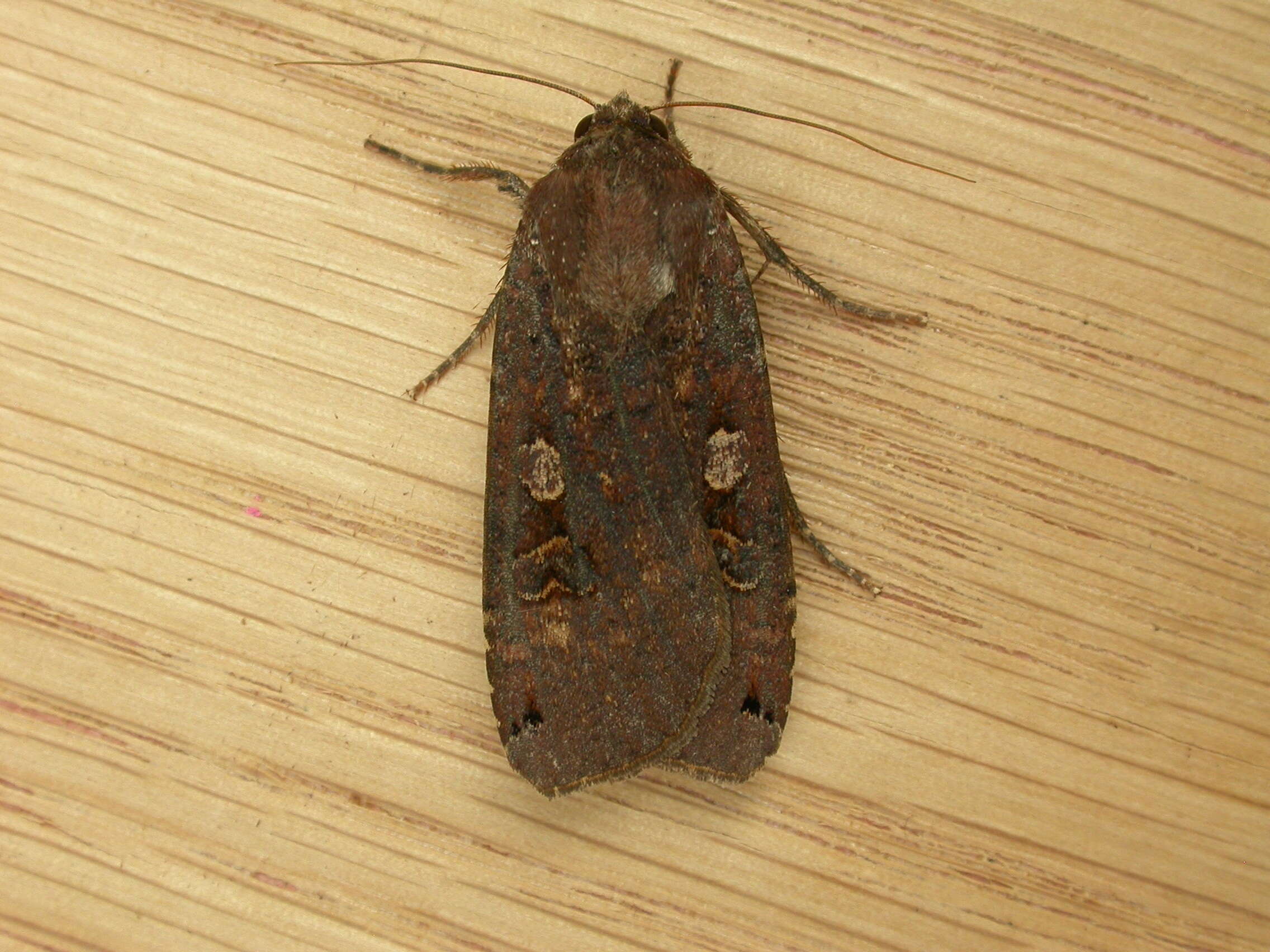 Image of Large Yellow Underwing