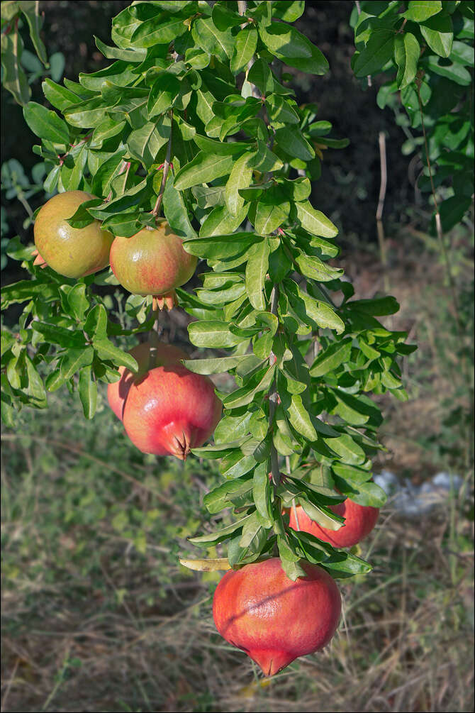 Image of Punica granatum