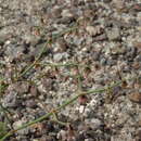 Image of Nevada buckwheat