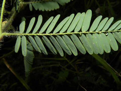 Image of Sensitive Joint-Vetch