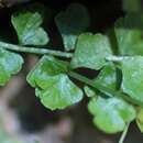 Image of Asplenium flabellifolium Cav.