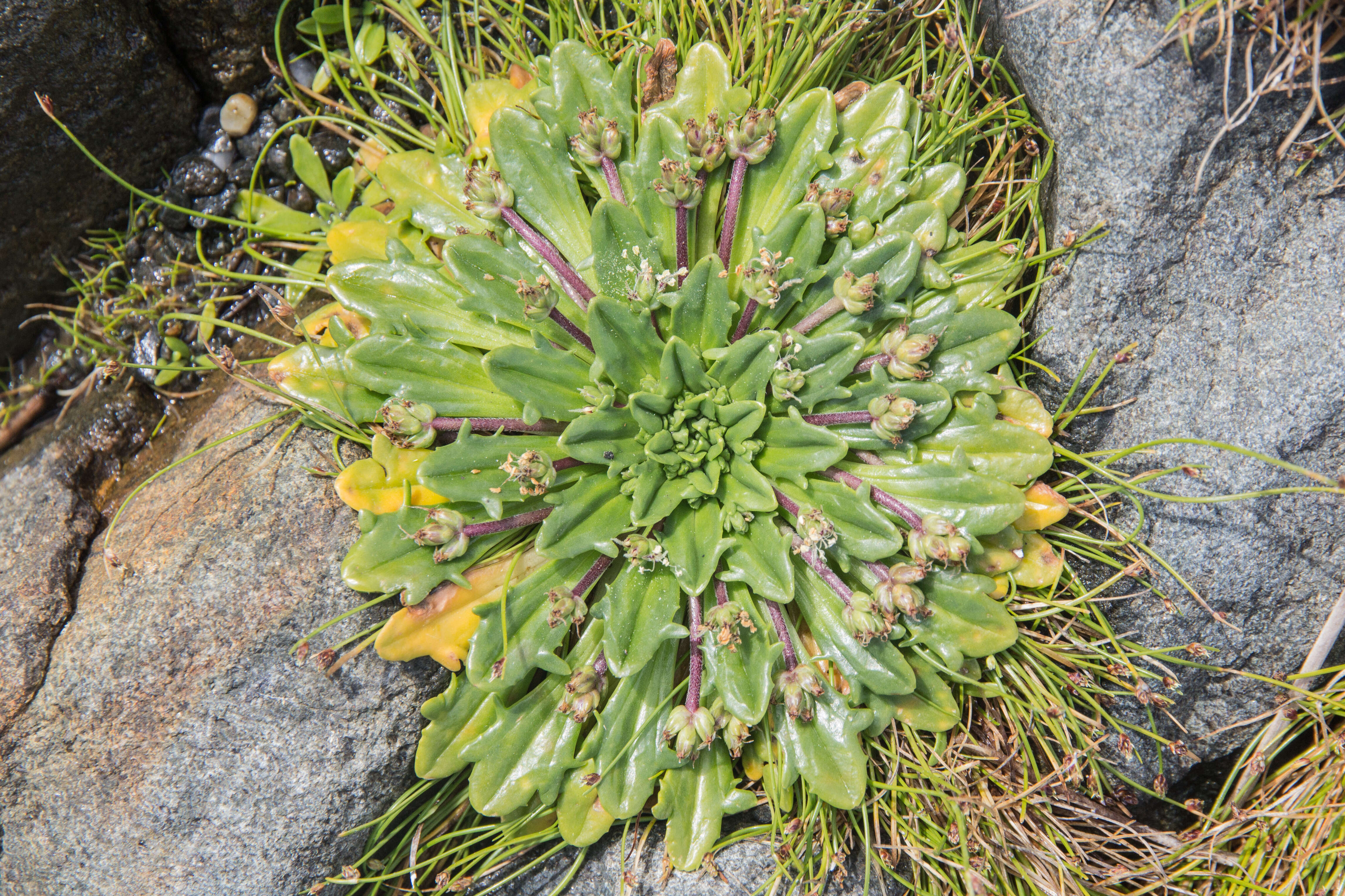 Image of Plantago triantha Spreng.