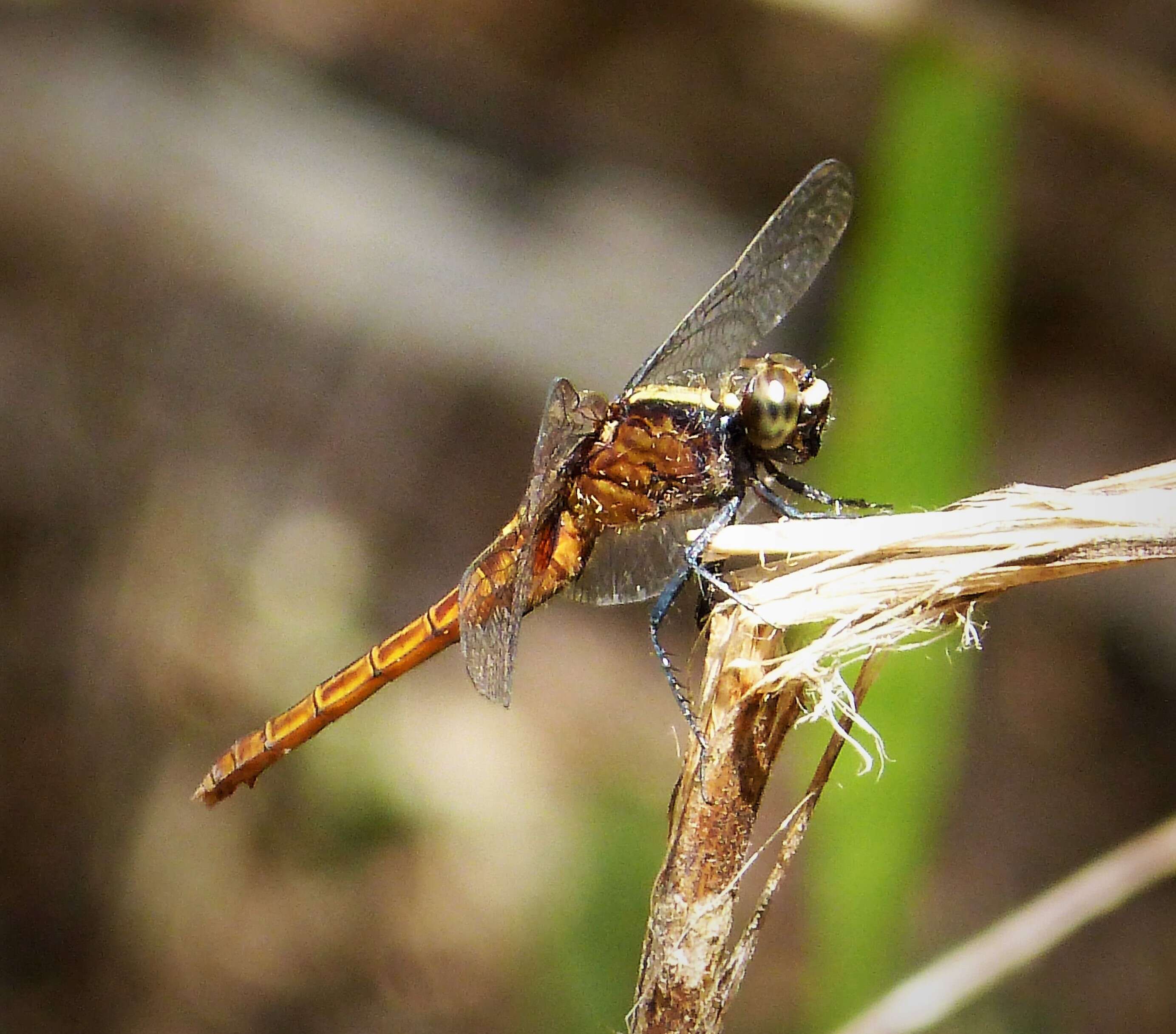 Image of Pondhawks