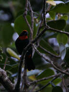 Image of Antillean bullfinches