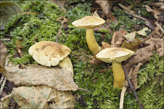 Imagem de Tricholoma sulphureum (Bull.) P. Kumm. 1871